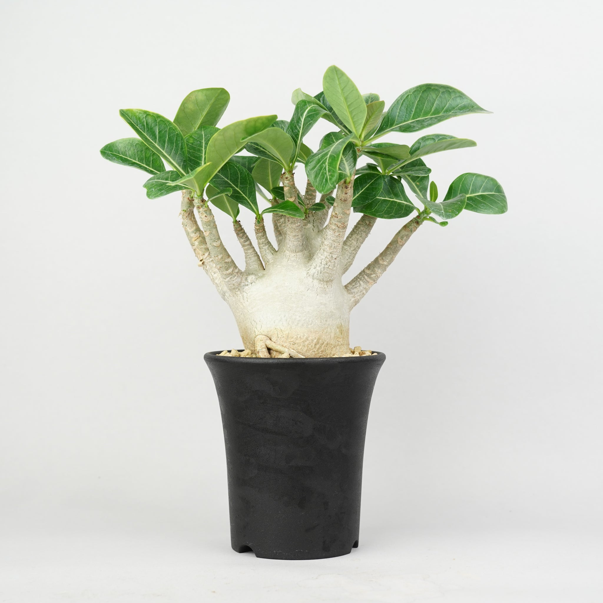 アデニウム・アラビカム「Adenium Arabicum」/ AD0646