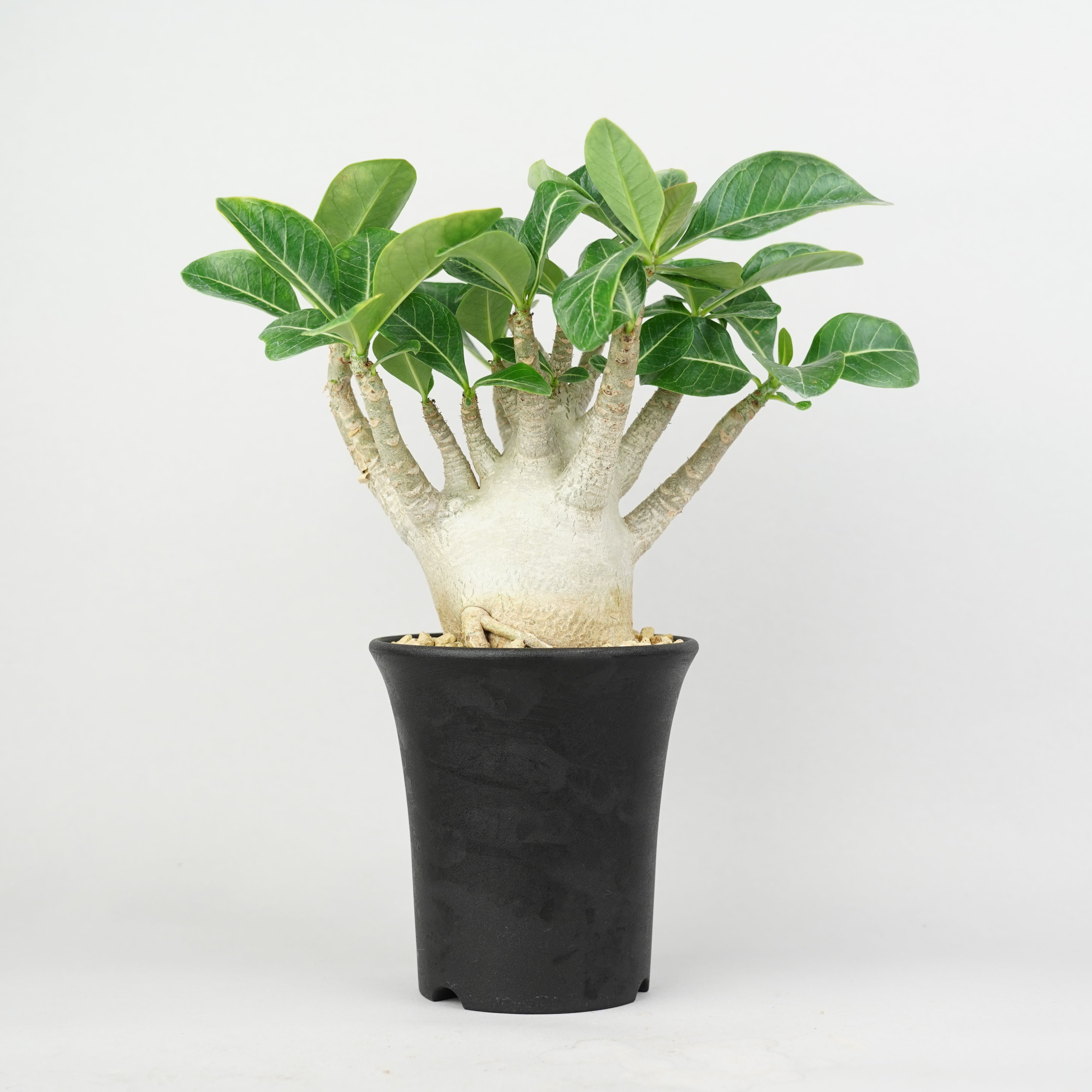 商品一覧/新着植物 – Hachi-8