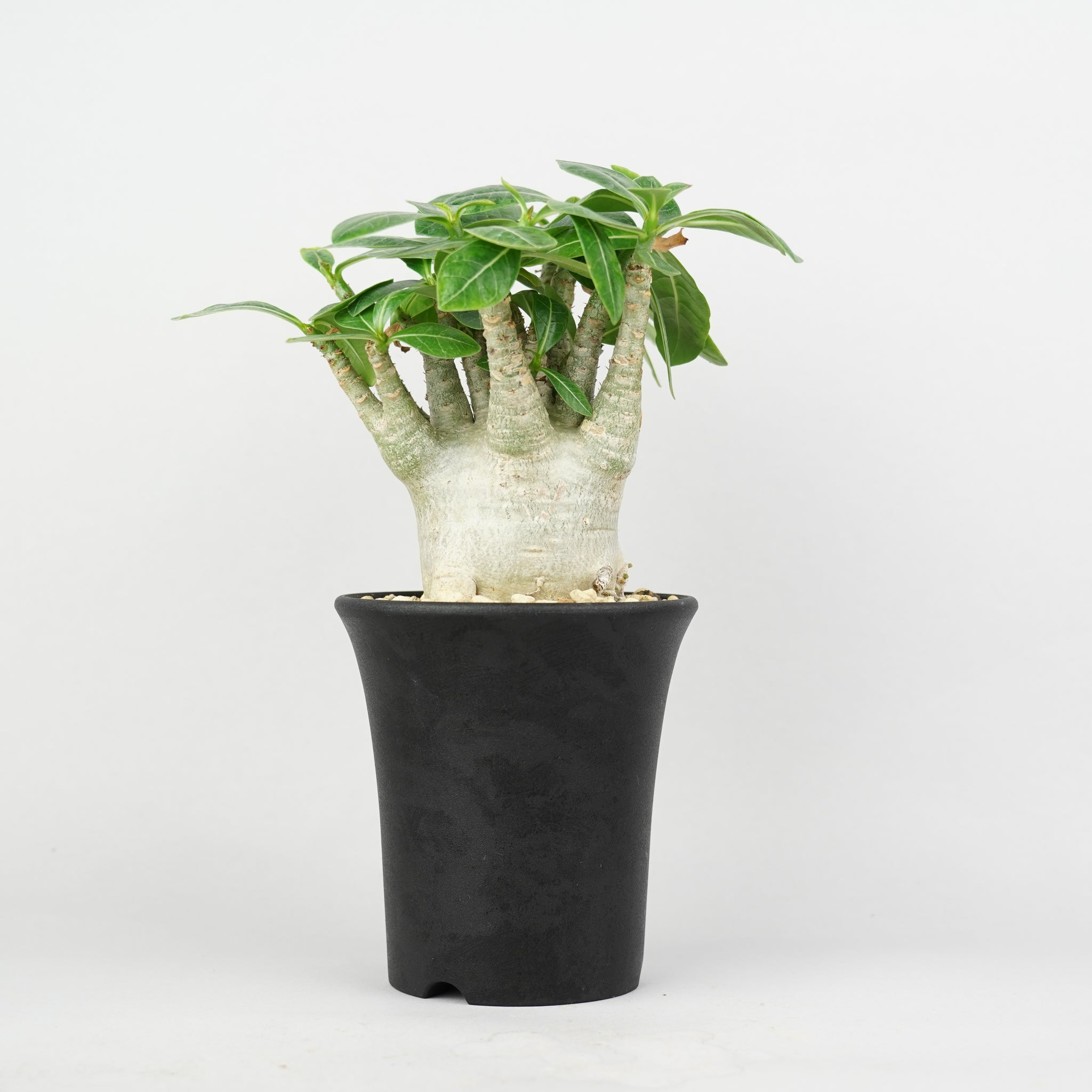 アデニウム・アラビカム「Adenium Arabicum」/ AD0645