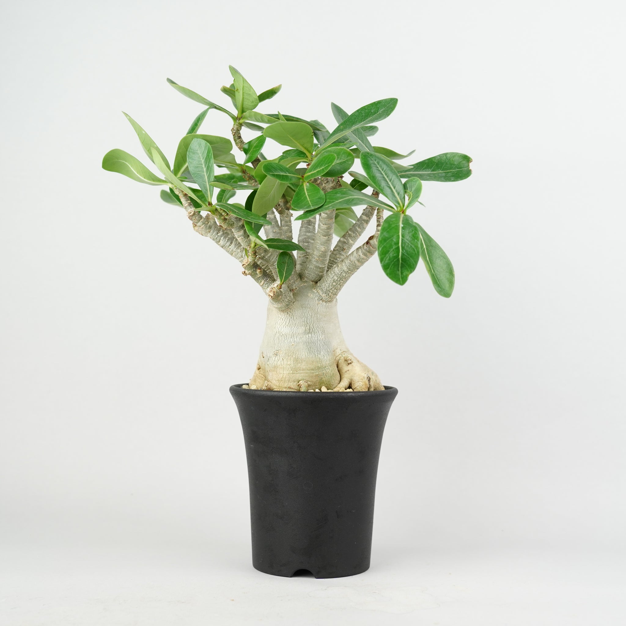 アデニウム・アラビカム「Adenium Arabicum」/ AD0648