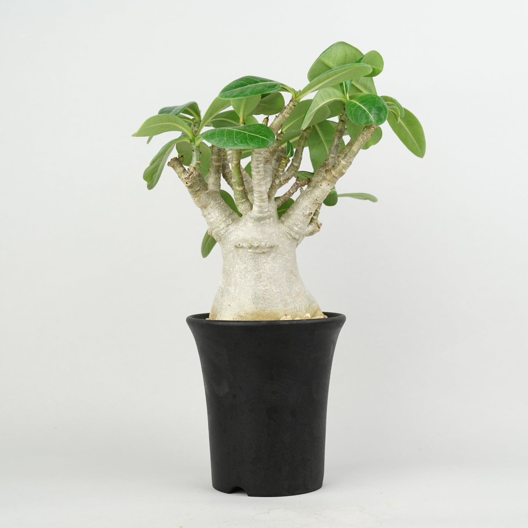 アデニウム・アラビカム「Adenium Arabicum」/ AD0644