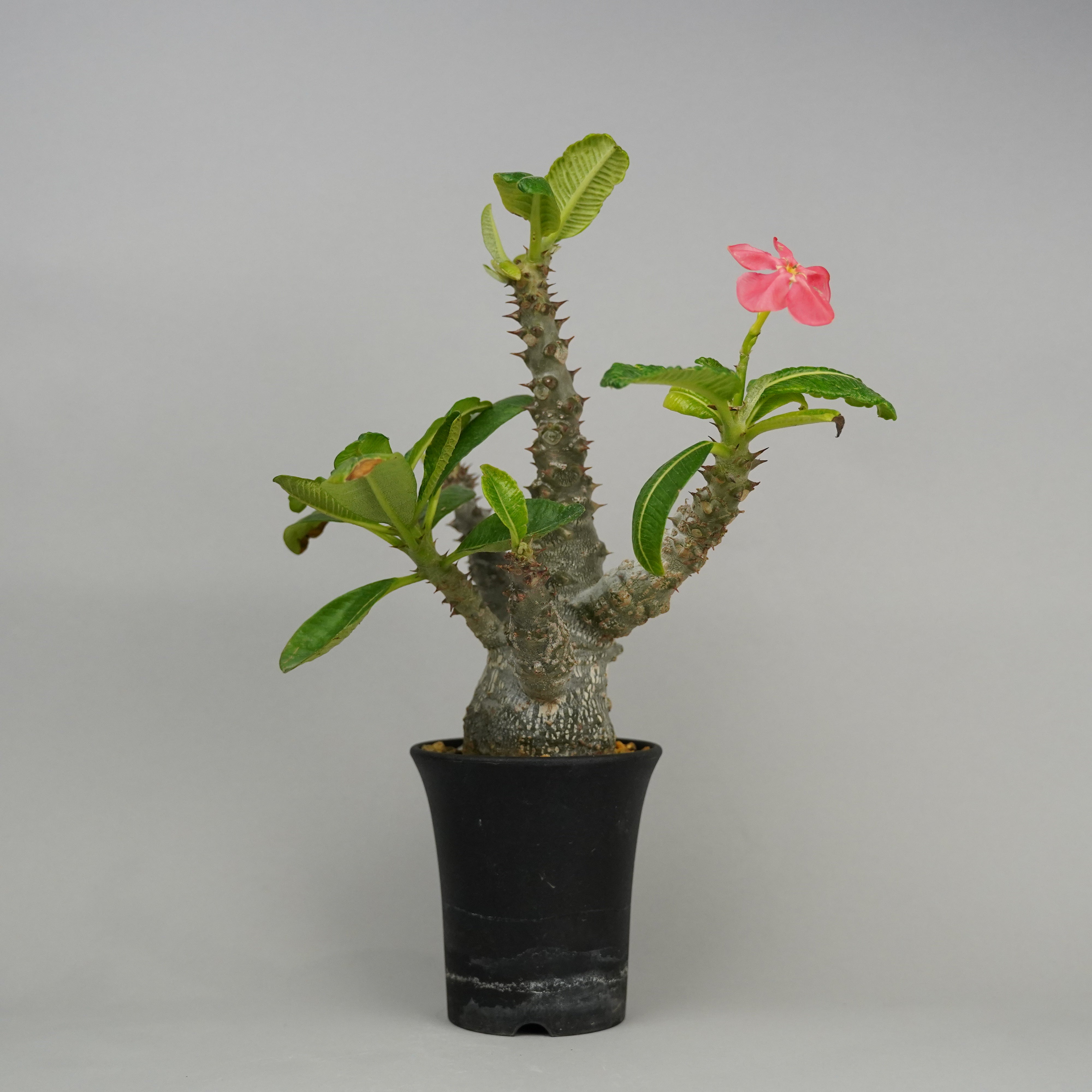 おいもやさんウィンゾリー パキポディウム ウィンゾリー 実生 | hanayoshi-botanical