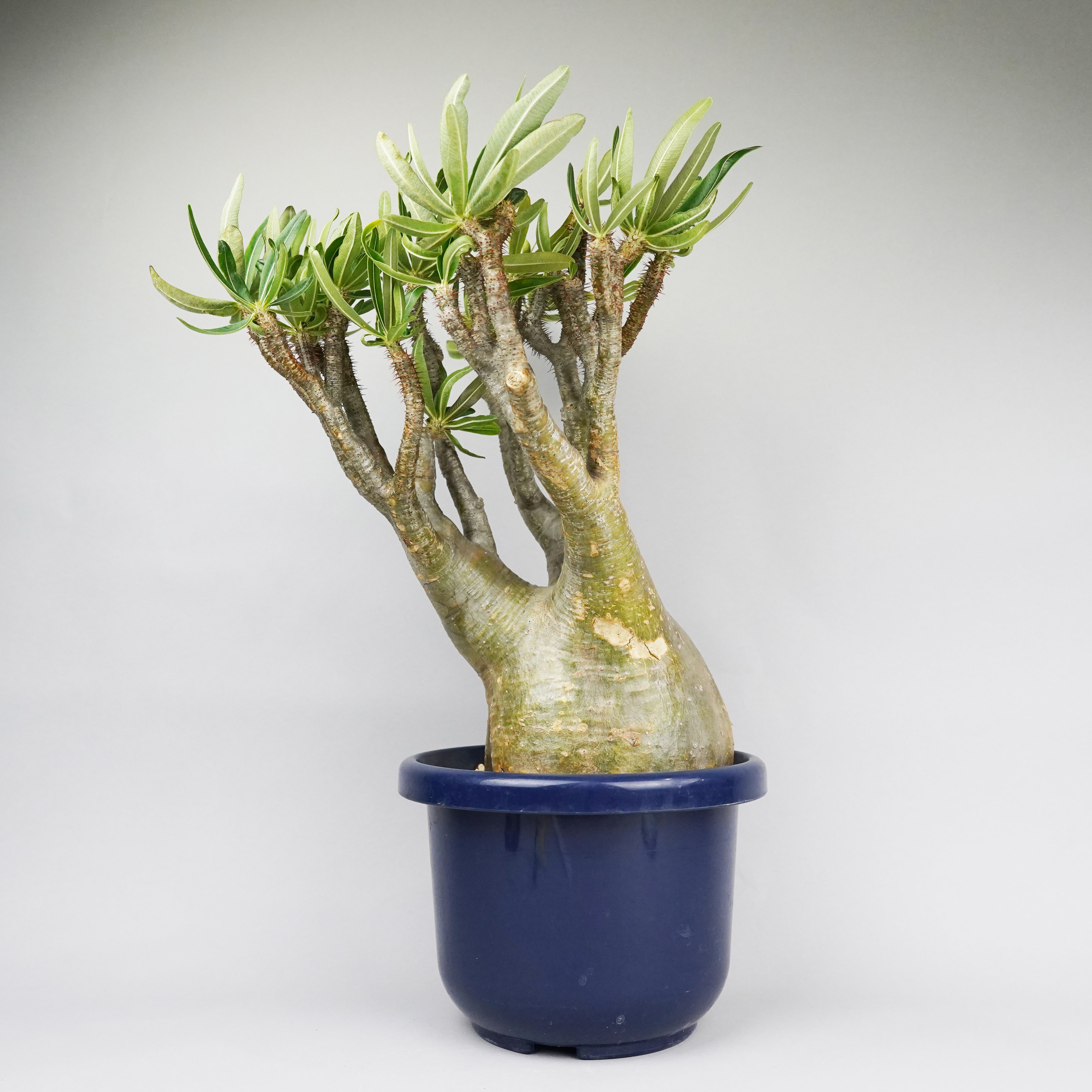 8LABO HACHILABO ②　鉢 植木鉢 パキプス アガベ グラキリス 8LABO HACHILABO ② 鉢 植木鉢 パキプス アガベ グラキリス
