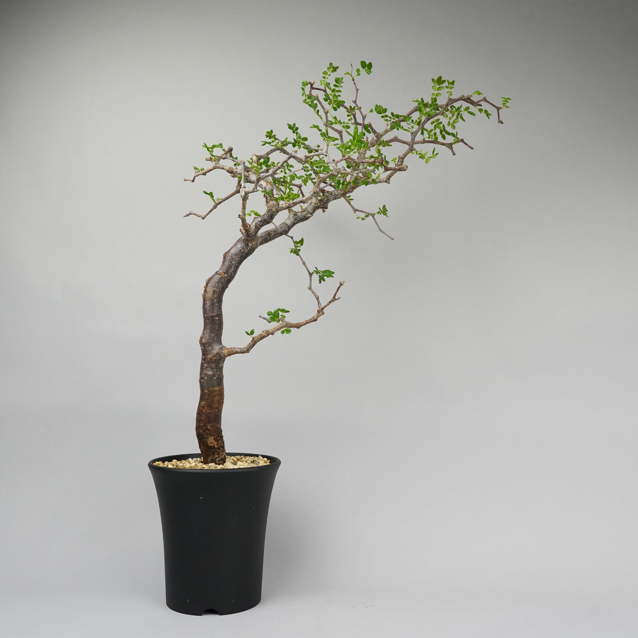 コミフォラ モンストローサ 「Commiphora monstruosa」ET558