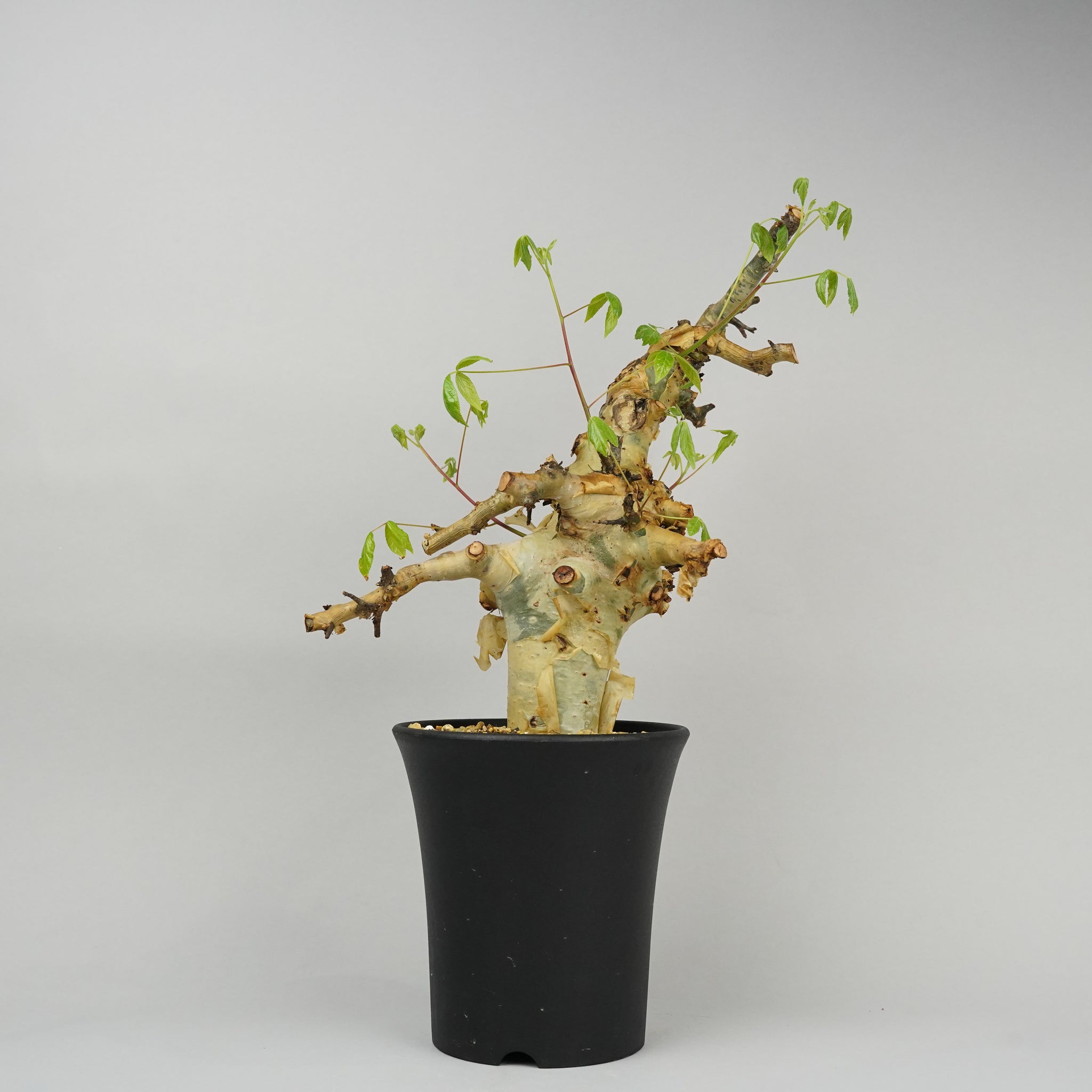 コミフォラ エミニー「Commiphora eminii 」/ET929