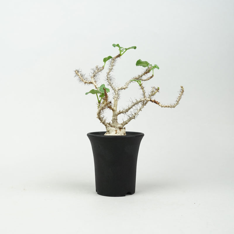 ヤトロファ・マルギナータ「Jatropha marginata」/ ET780