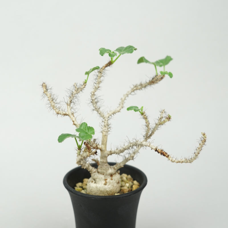 ヤトロファ・マルギナータ「Jatropha marginata」/ ET780