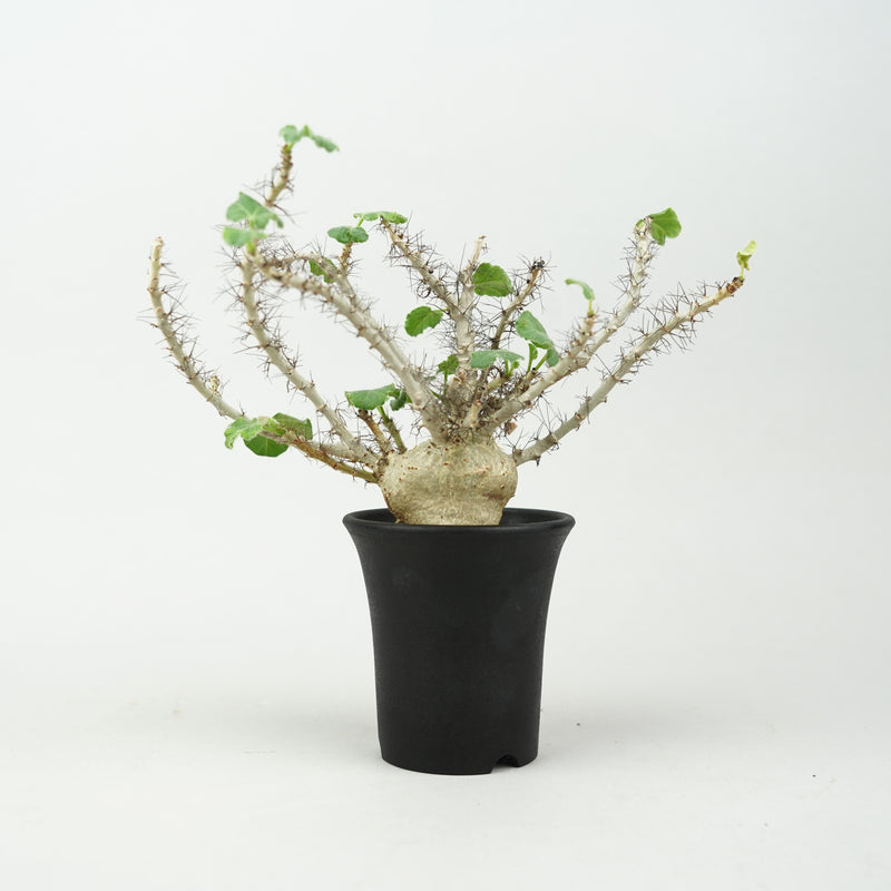 ヤトロファ・マルギナータ「Jatropha marginata」/ ET876