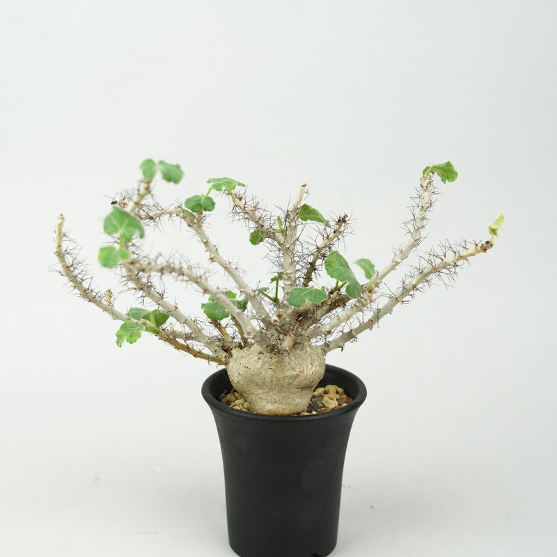 ヤトロファ・マルギナータ「Jatropha marginata」/ ET876