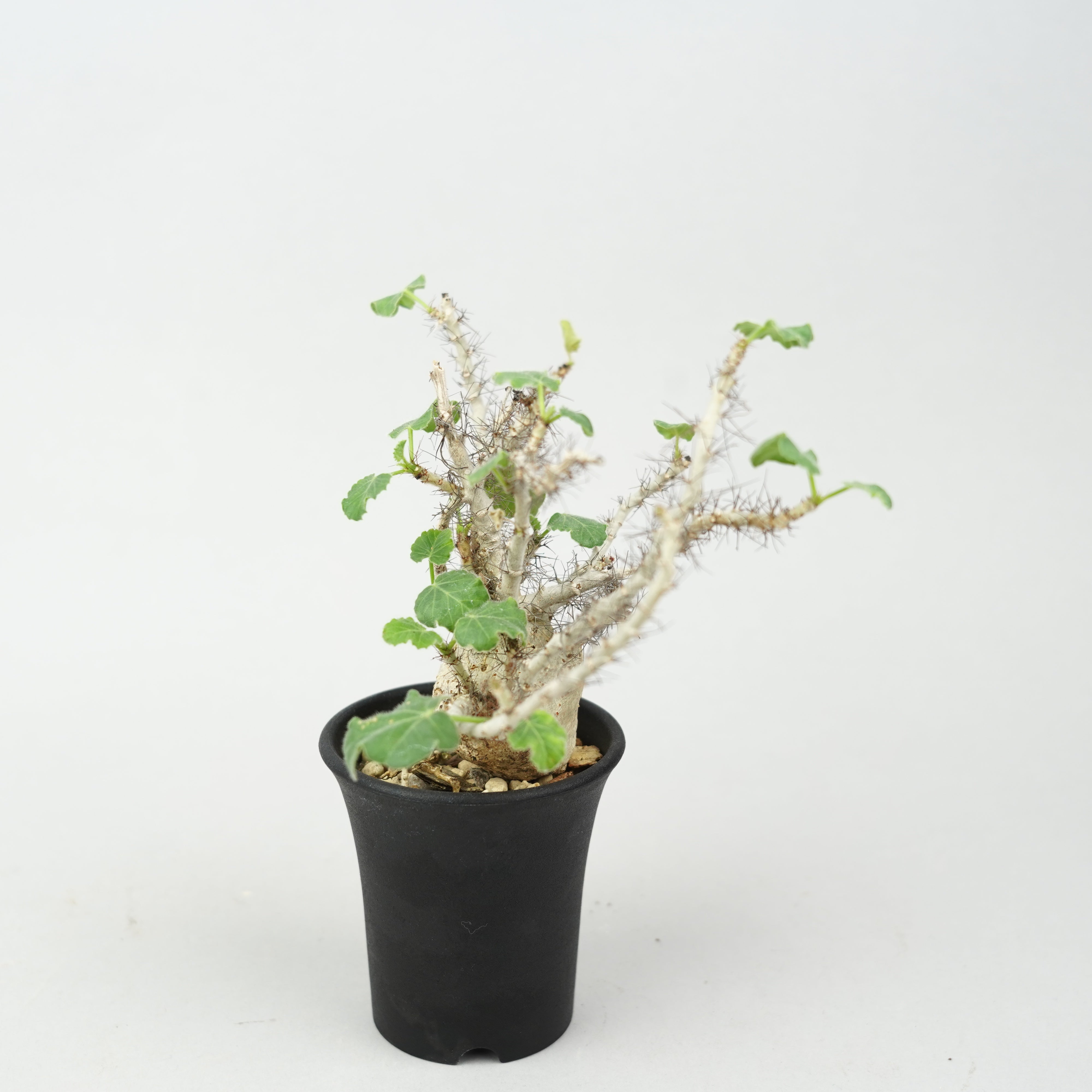 ヤトロファ・マルギナータ「Jatropha marginata」/ ET876 – Hachi-8