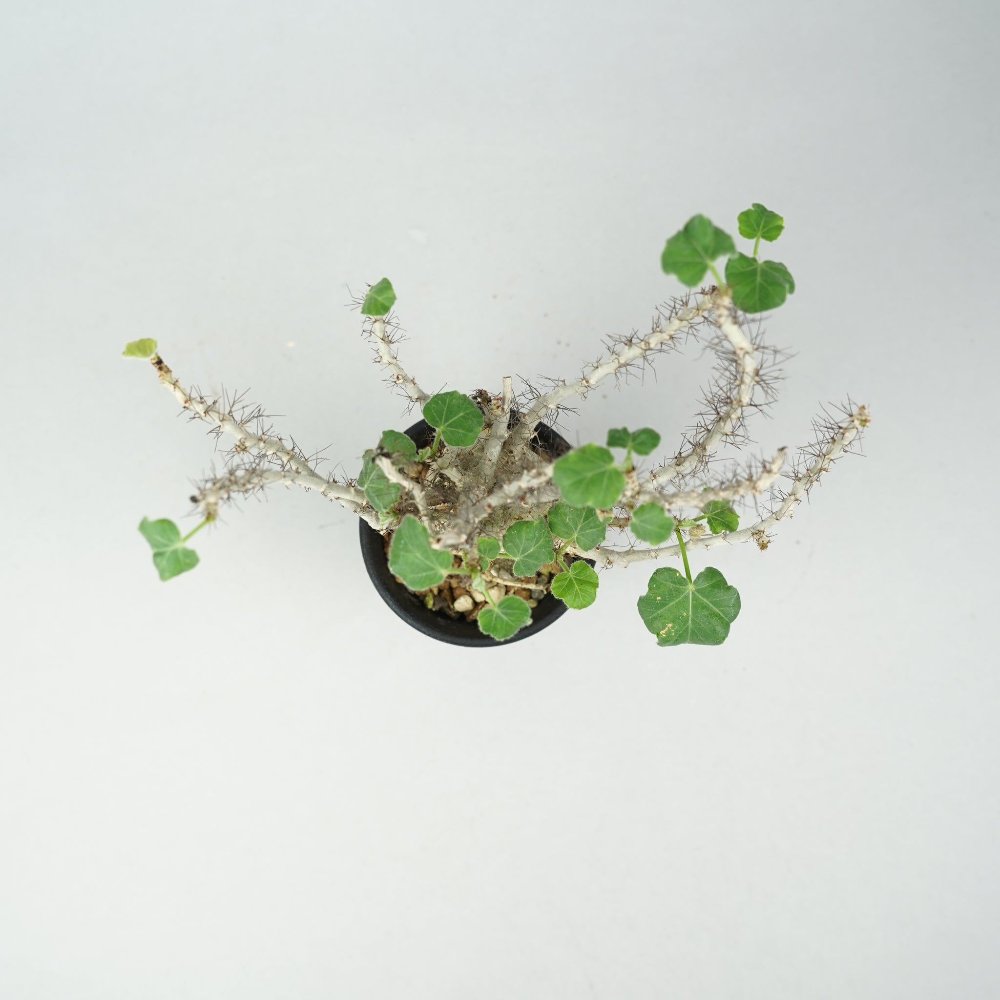 ヤトロファ・マルギナータ「Jatropha marginata」/ ET876 – Hachi-8