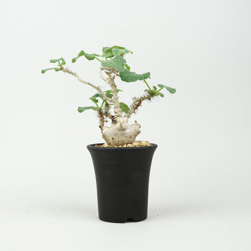 ヤトロファ・マルギナータ「Jatropha marginata」/ ET783