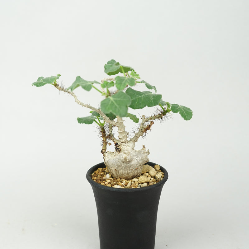 ヤトロファ・マルギナータ「Jatropha marginata」/ ET783