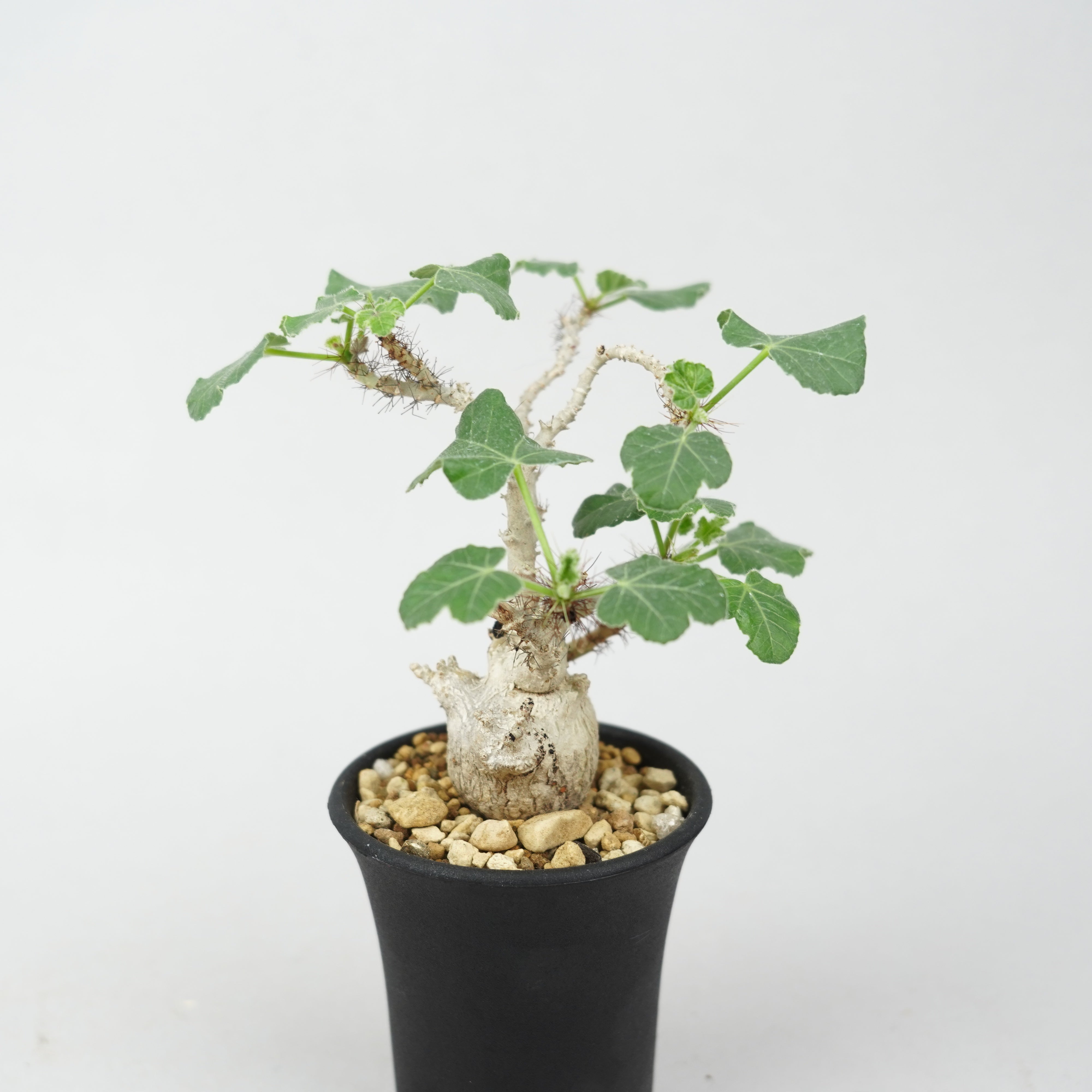 ヤトロファ・マルギナータ「Jatropha marginata」/ ET783 – Hachi-8