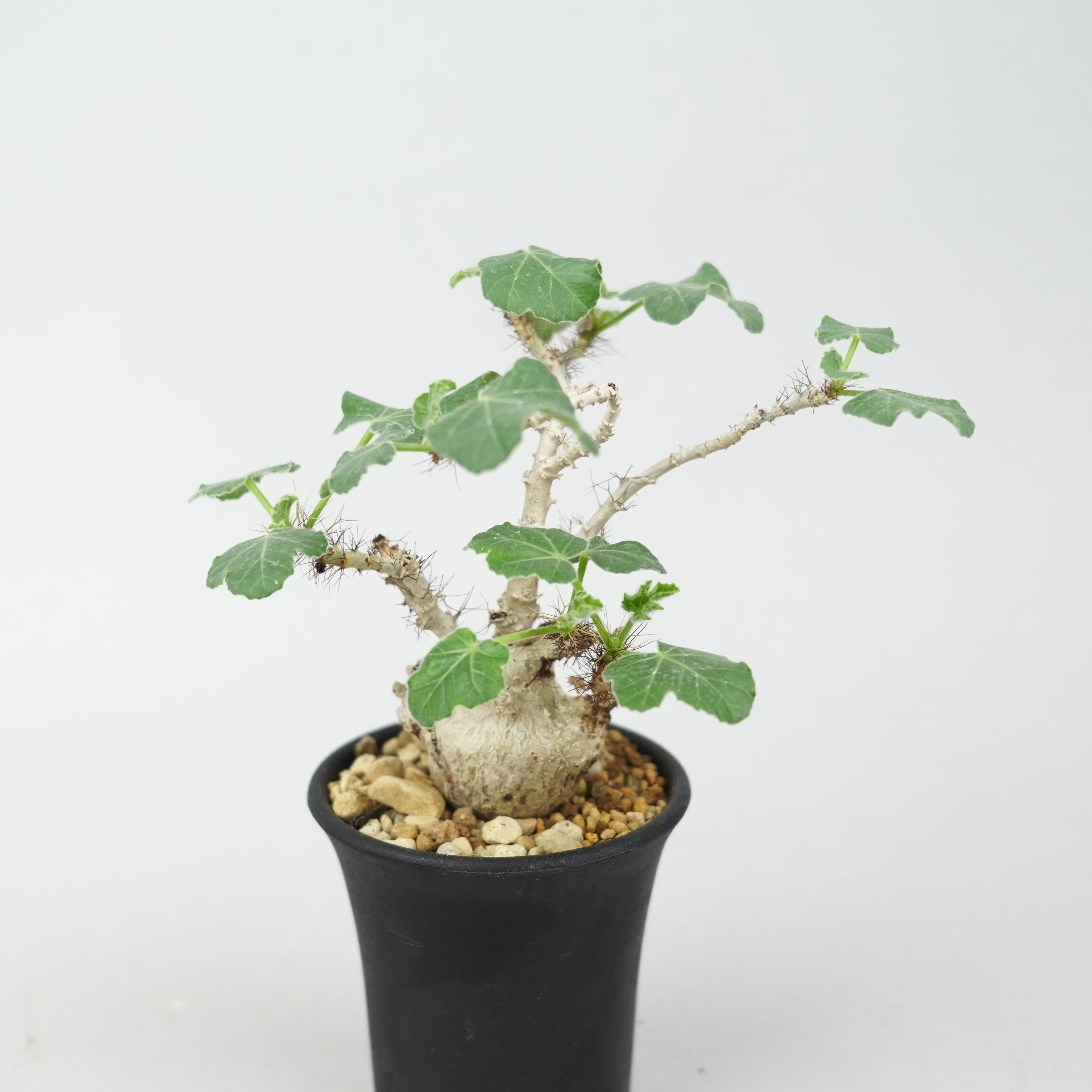 ヤトロファ マルギナータ　Jatropha marginata ヤトロファ・マルギナータ「Jatropha marginata」/ ET783 – Hachi-8