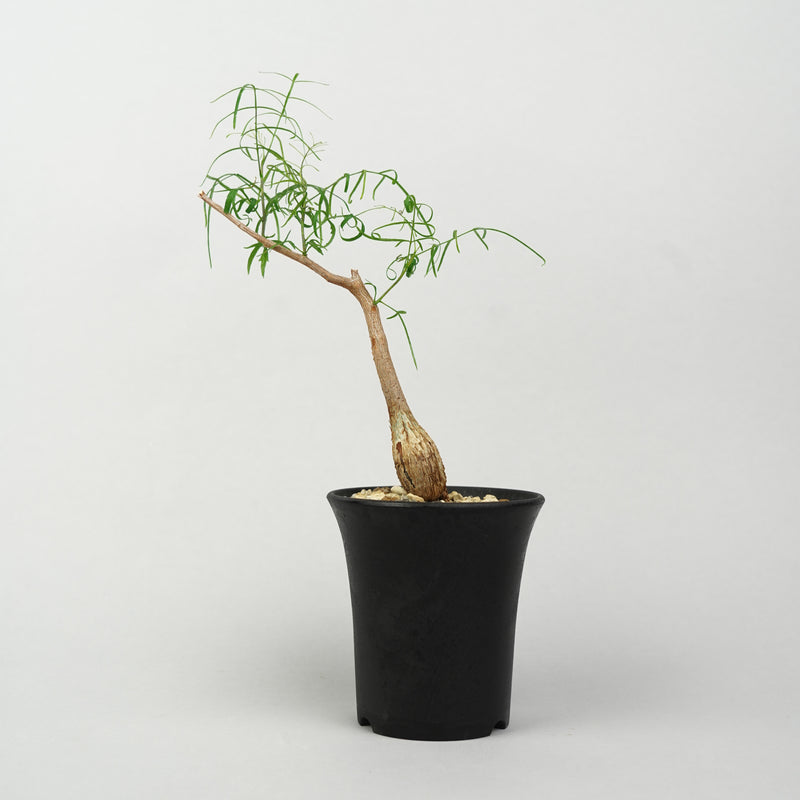 ブルセラ・パラドクサ「Bursera paradoxa」/ ET1388