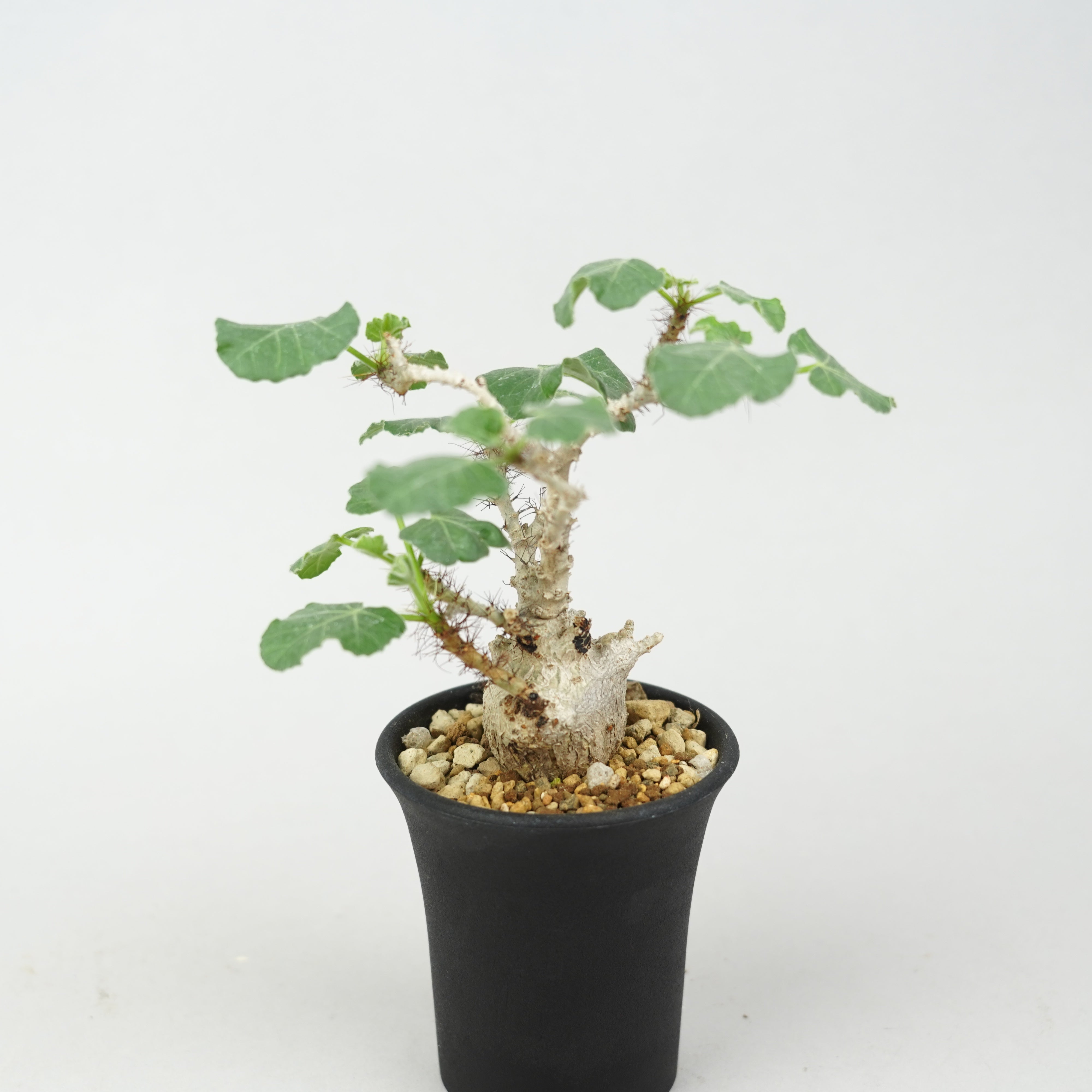 ヤトロファ・マルギナータ「Jatropha marginata」/ ET783 – Hachi-8