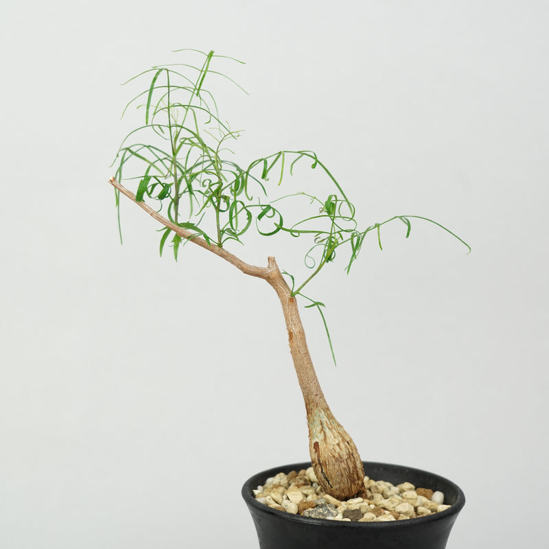 ブルセラ・パラドクサ「Bursera paradoxa」/ ET1388