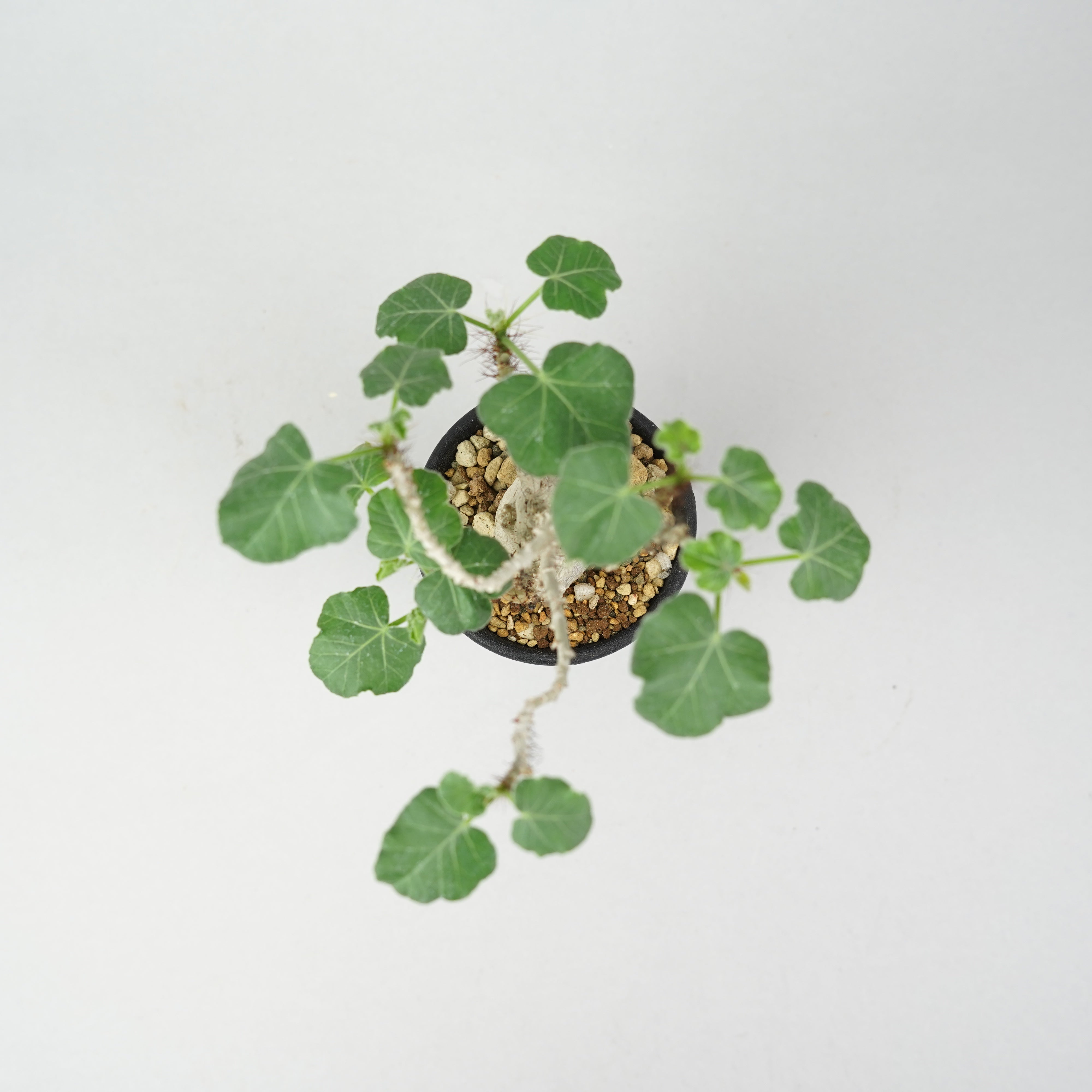 ヤトロファ・マルギナータ「Jatropha marginata」/ ET783 – Hachi-8