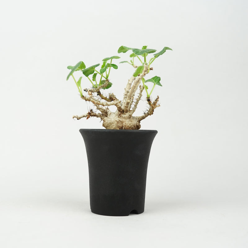 ヤトロファ・マルギナータ「Jatropha marginata」/ ET774