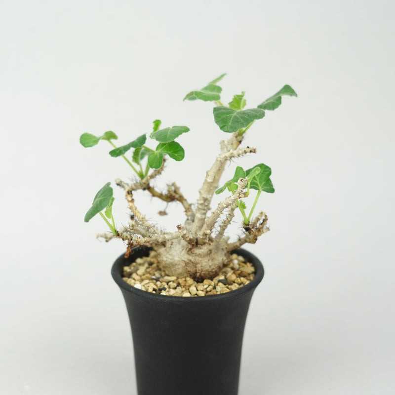 ヤトロファ・マルギナータ「Jatropha marginata」/ ET774