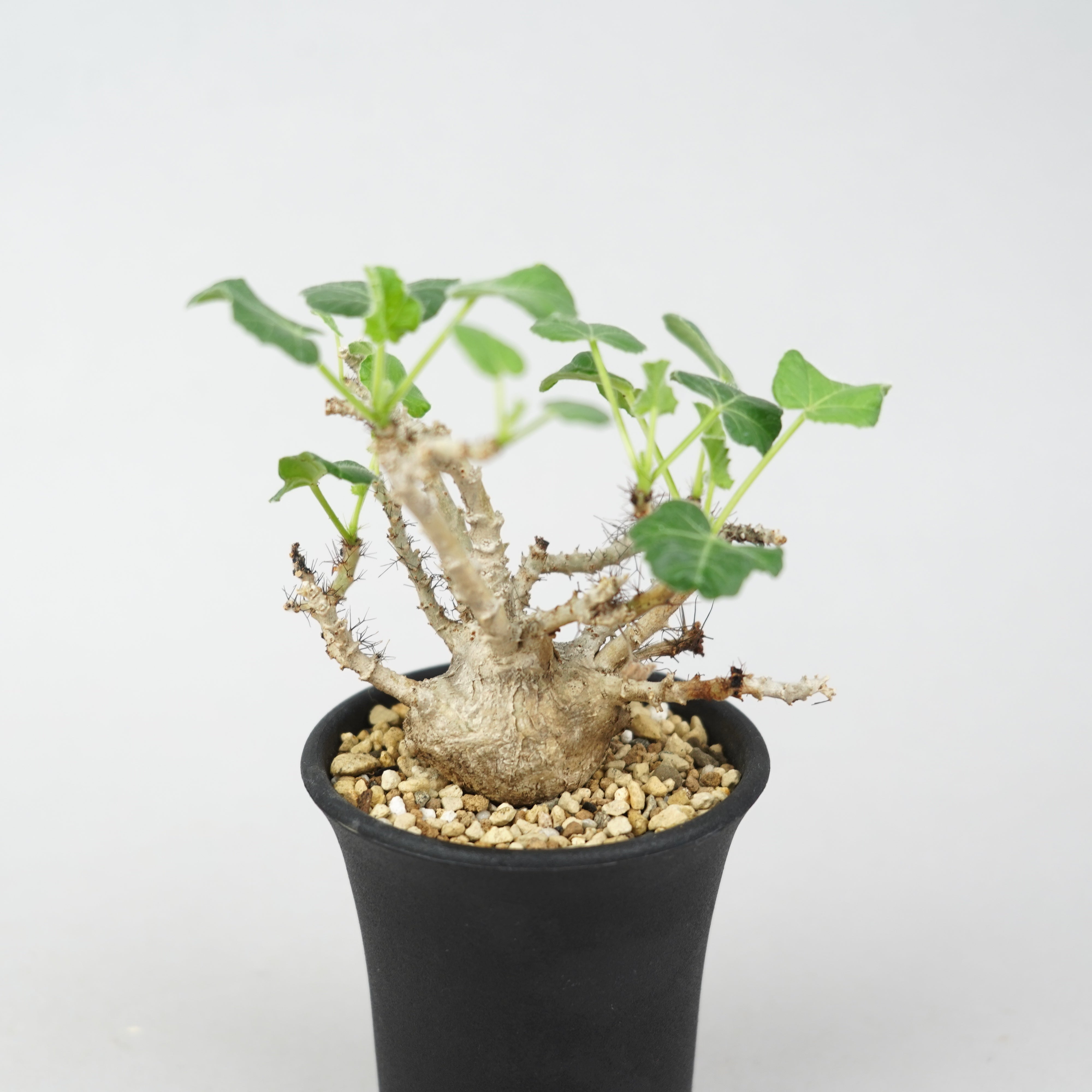 ヤトロファ マルギナータ　Jatropha marginata ヤトロファ・マルギナータ「Jatropha marginata」/ ET774 – Hachi-8
