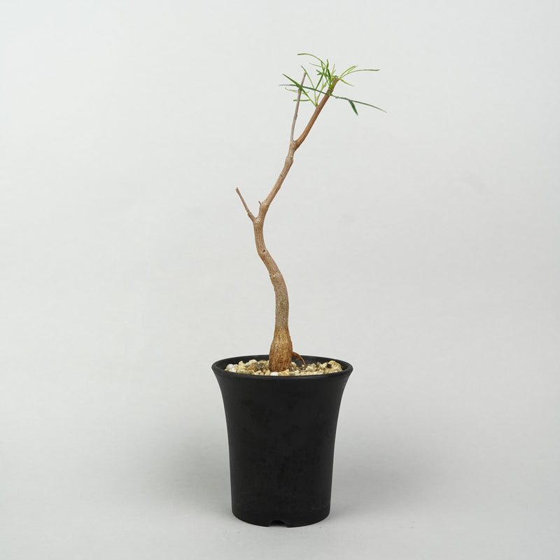 ブルセラ・パラドクサ「Bursera paradoxa」/ ET1383