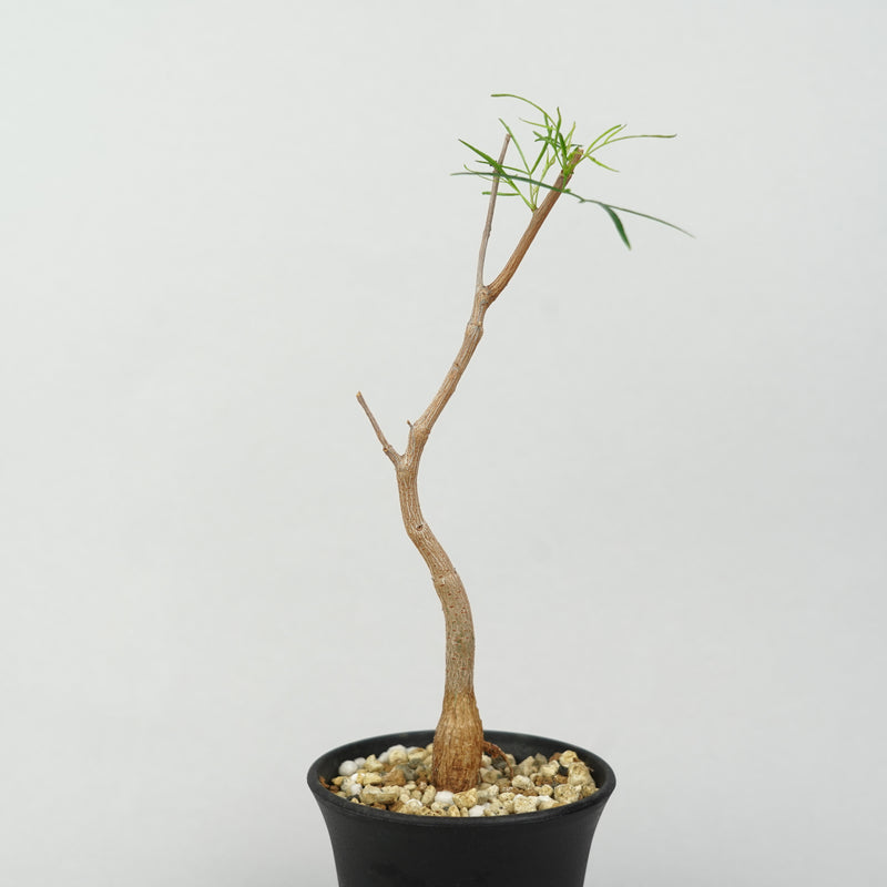 ブルセラ・パラドクサ「Bursera paradoxa」/ ET1383