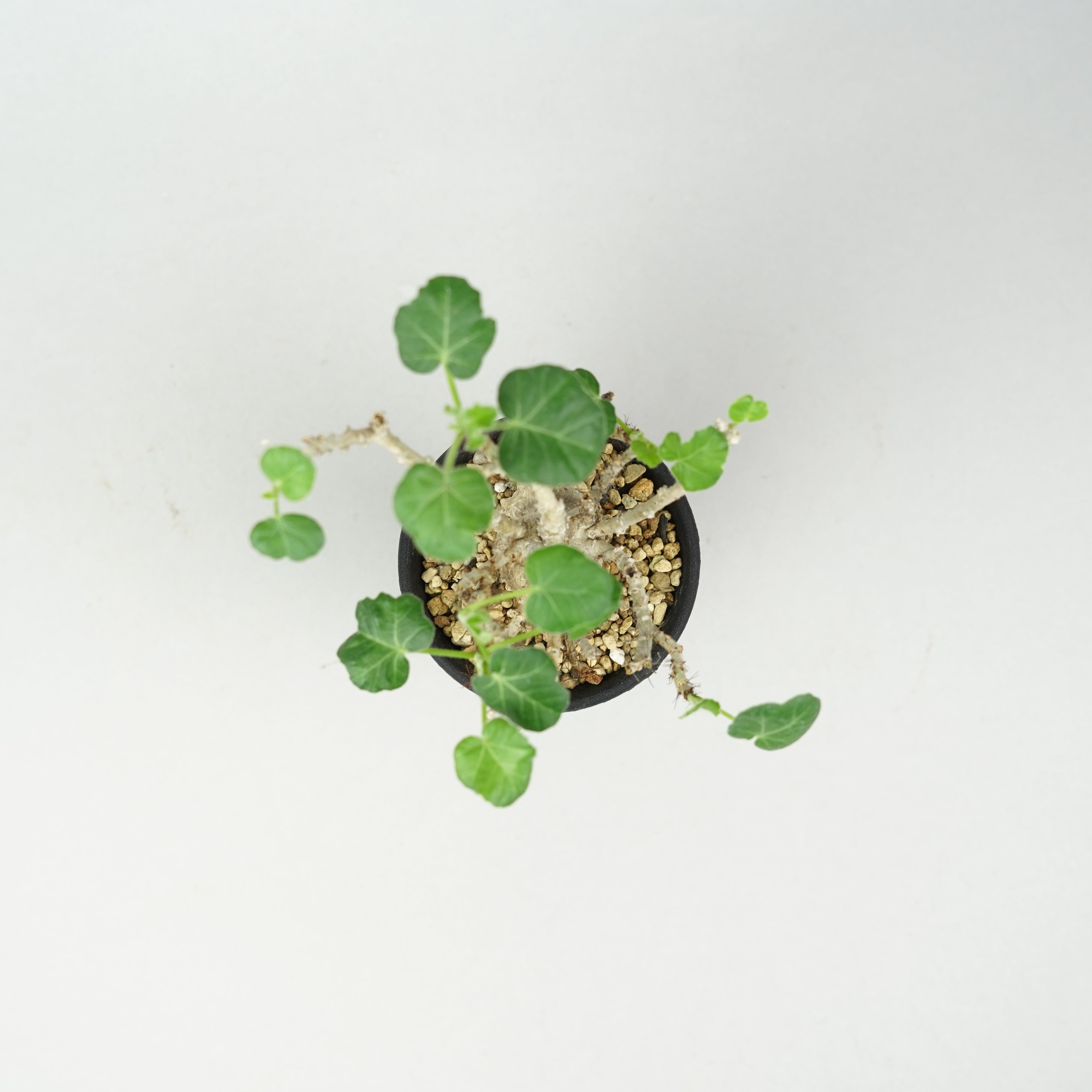 ヤトロファ・マルギナータ「Jatropha marginata」/ ET774 – Hachi-8