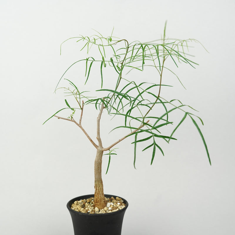 ブルセラ・パラドクサ「Bursera paradoxa」/ ET1385