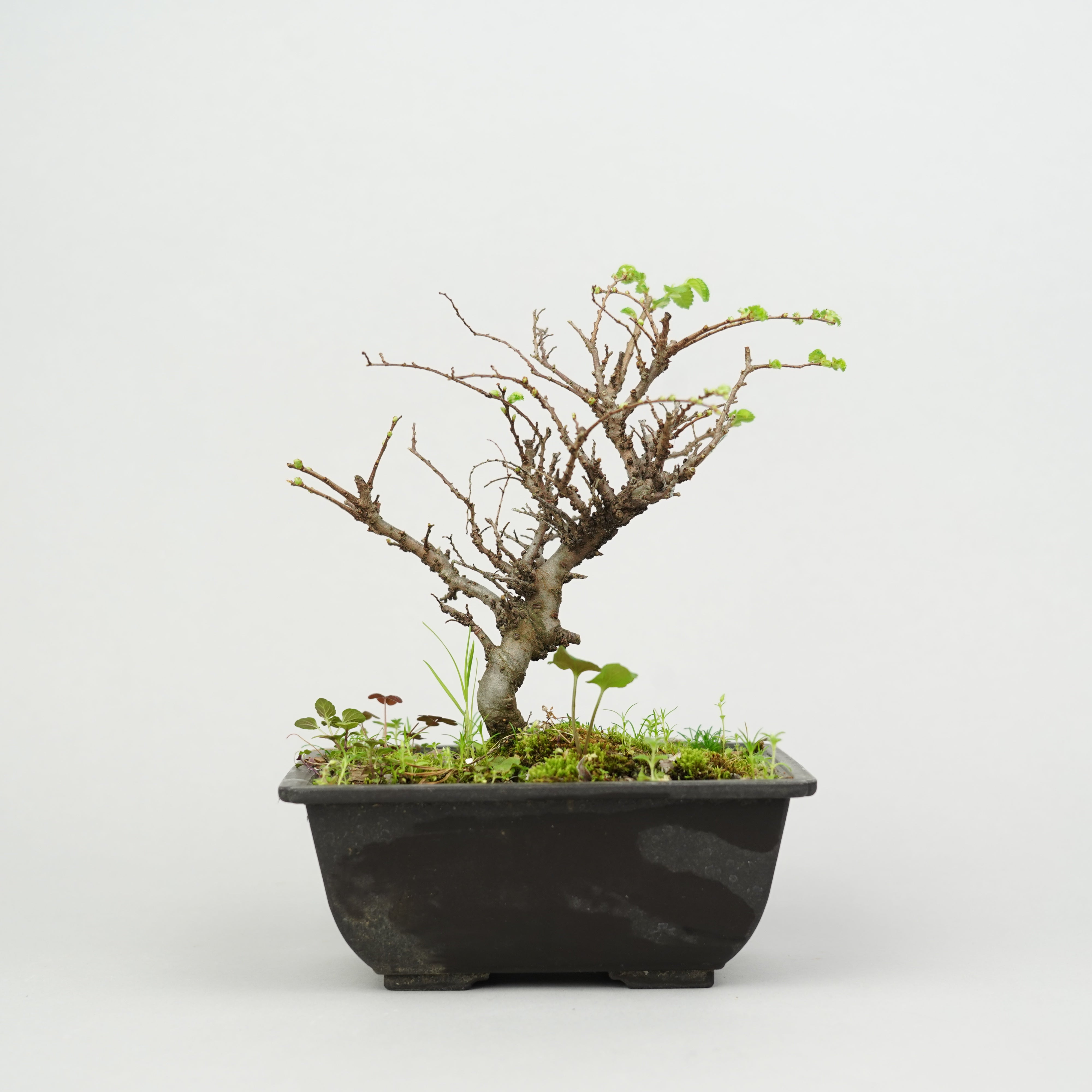 ⑧中型盆栽　ケヤキ 植物/盆栽/ケヤキ – Hachi-8