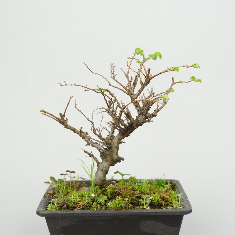 ケヤキ「Japanese Zelkova」/ KB46