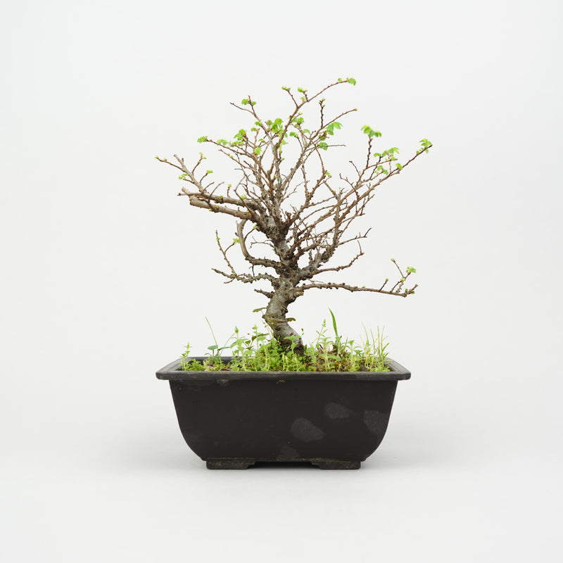 ケヤキ「Japanese Zelkova」/ KB47