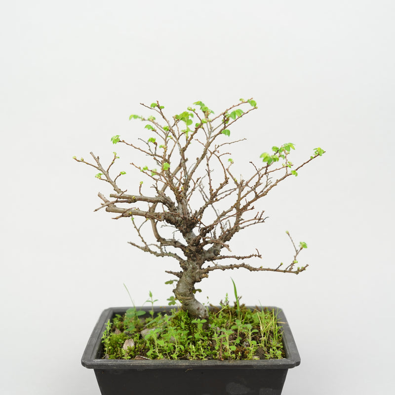 ケヤキ「Japanese Zelkova」/ KB47