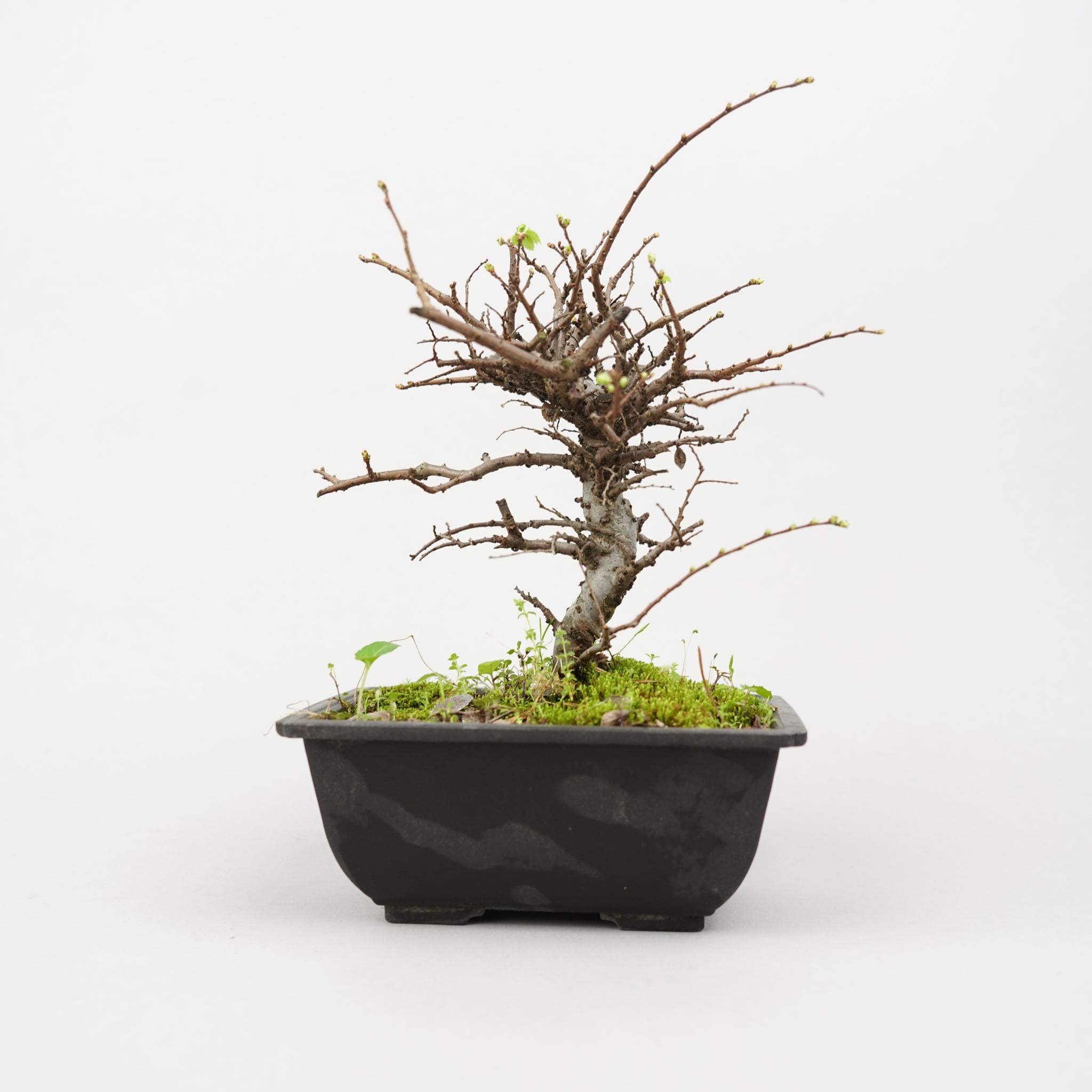 植物/盆栽/ケヤキ – Hachi-8