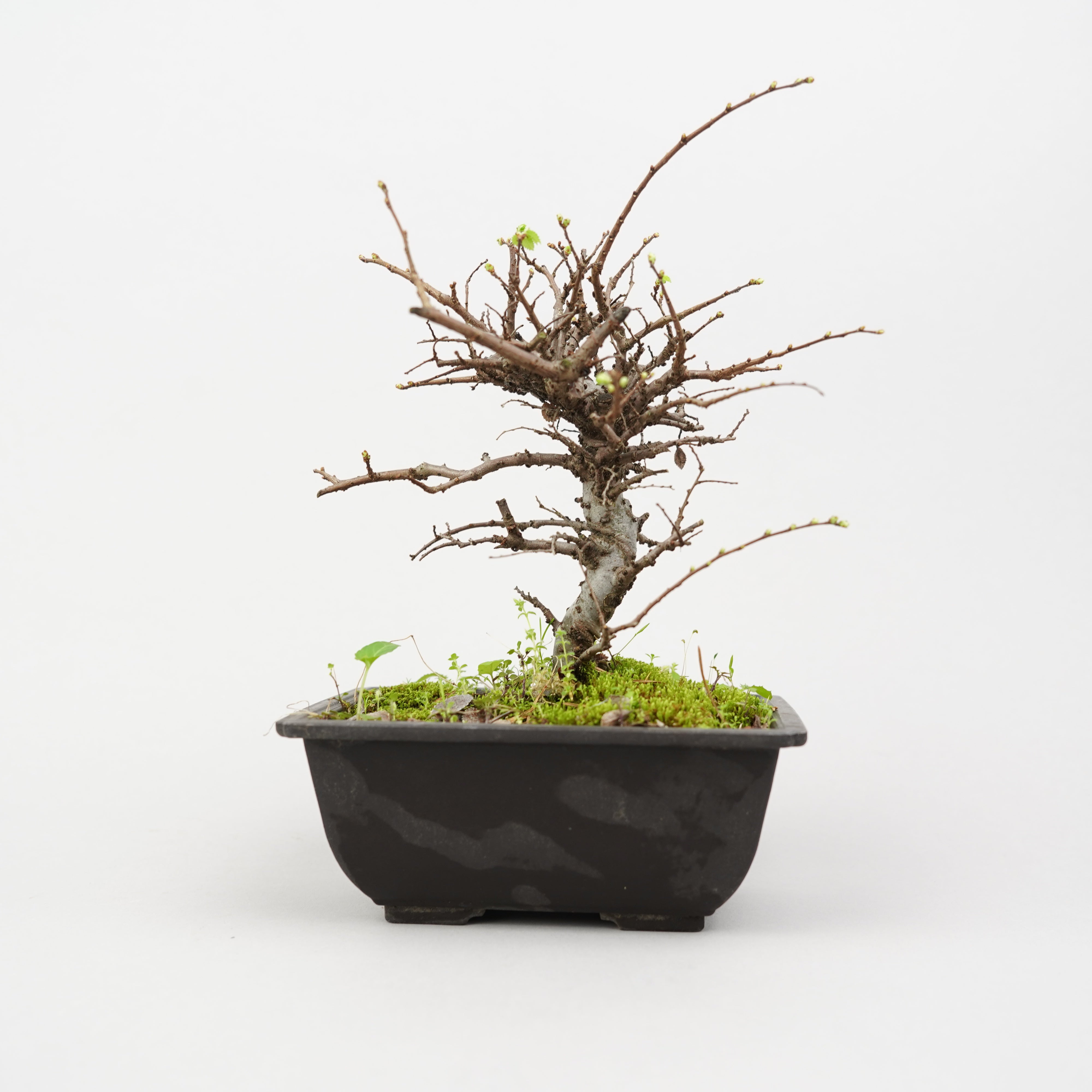植物/盆栽 – Hachi-8