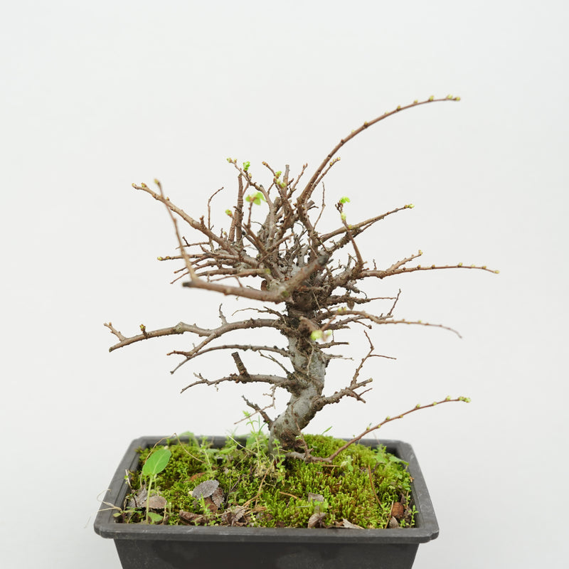 ケヤキ「Japanese Zelkova」/ KB45