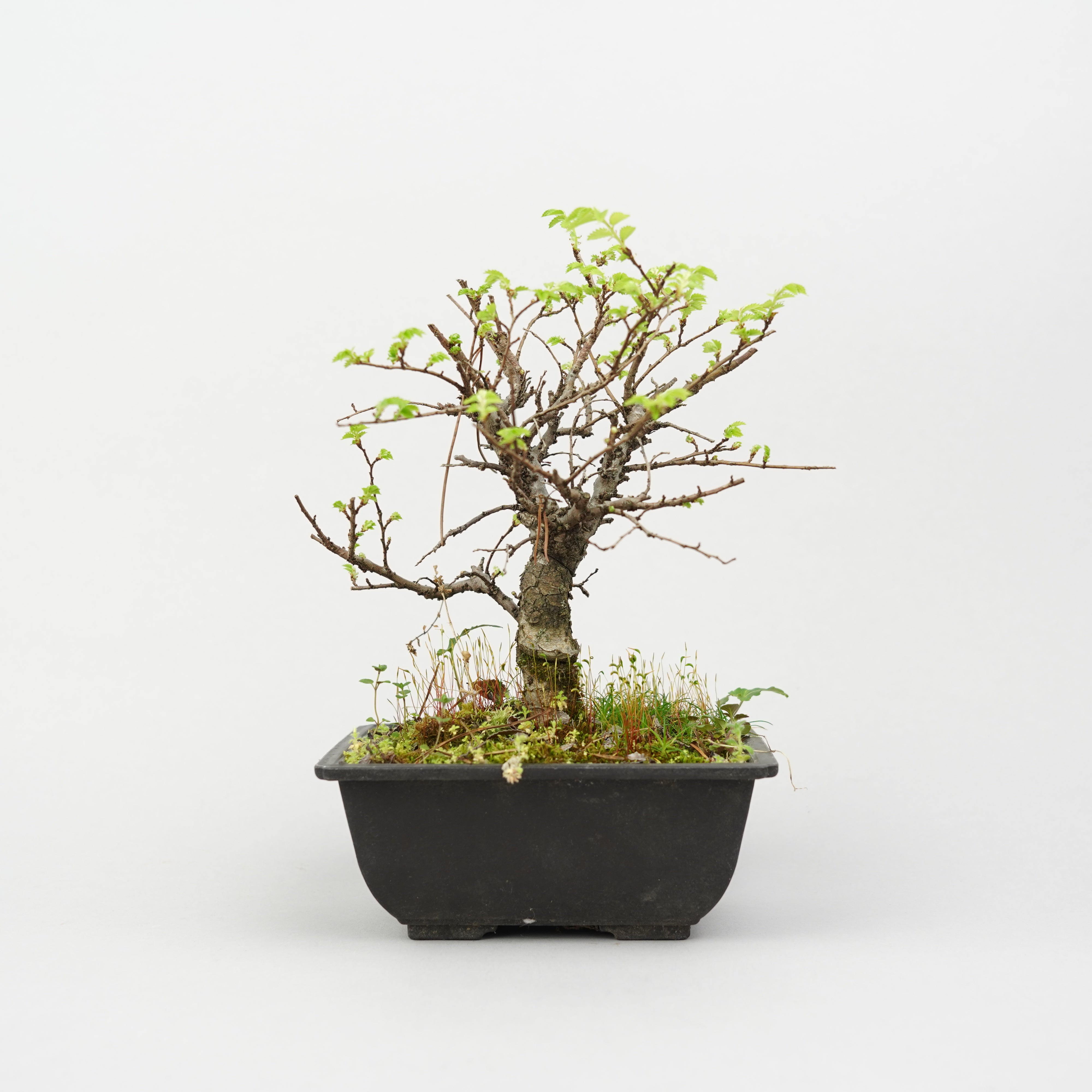 植物/盆栽/ケヤキ – Hachi-8
