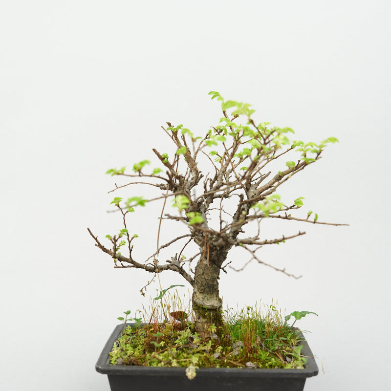 ケヤキ「Japanese Zelkova」/ KB51