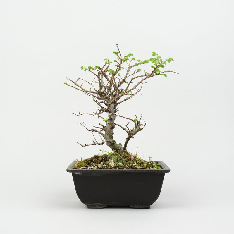 ケヤキ「Japanese Zelkova」/ KB49