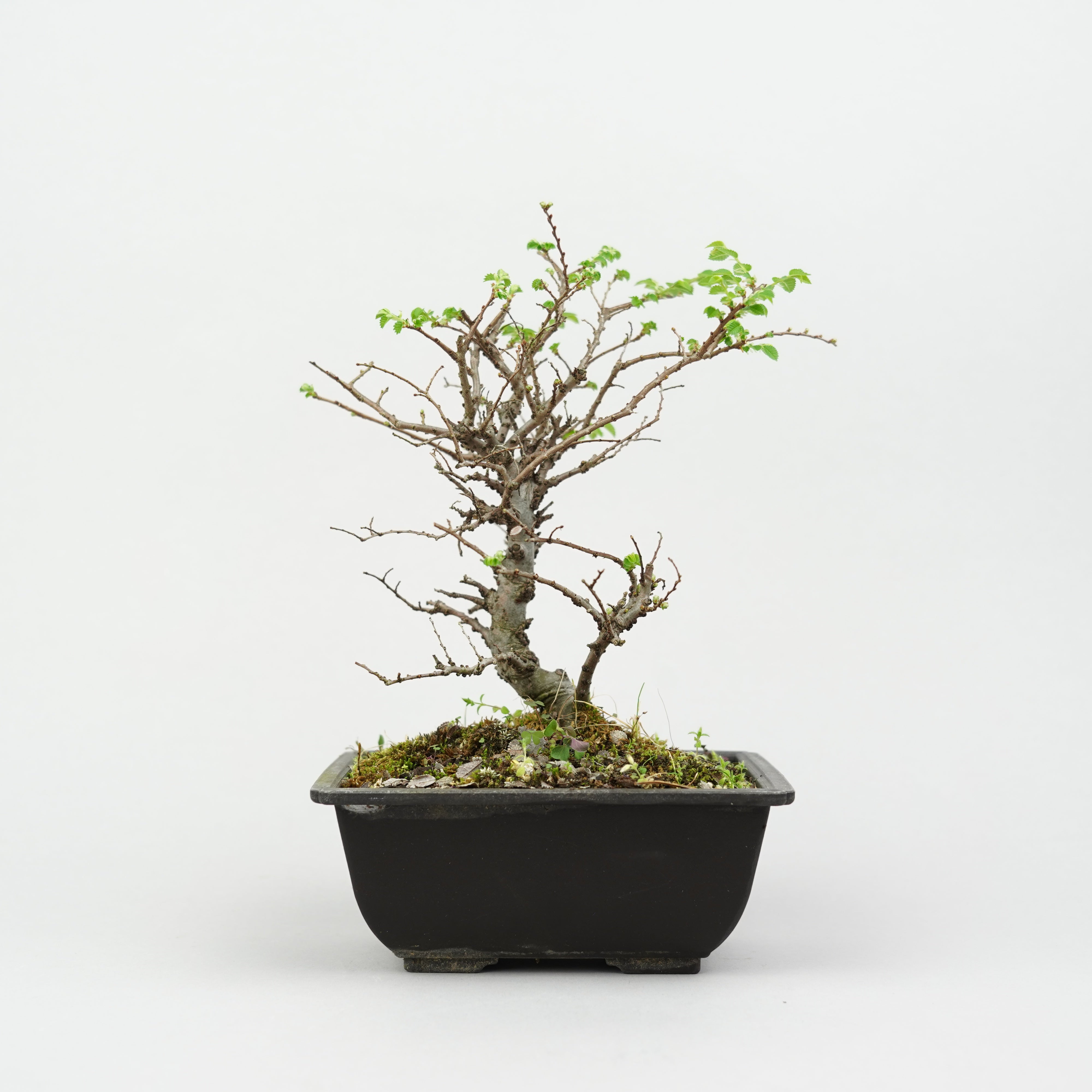 植物/盆栽/ケヤキ – Hachi-8