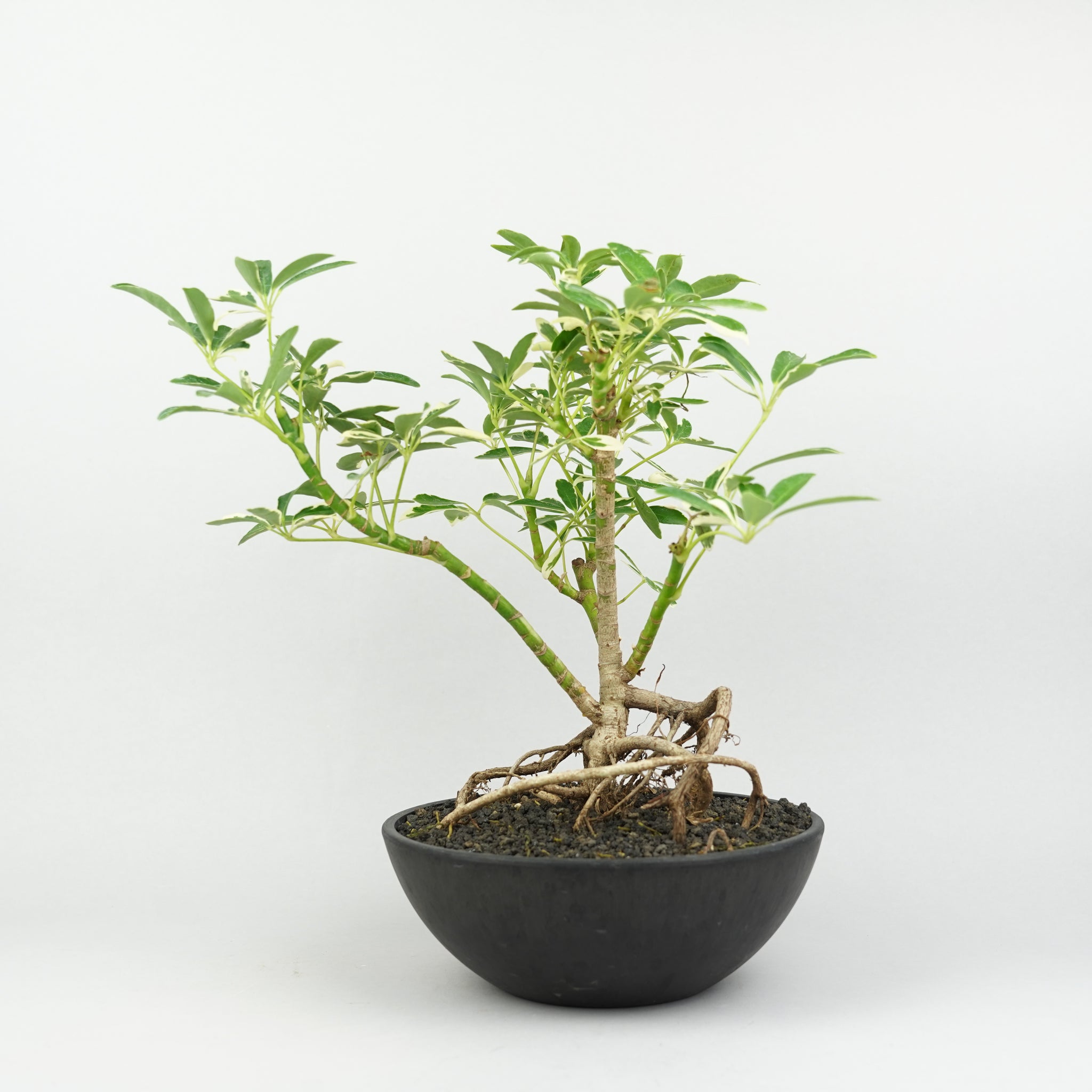 植物/希少植物etc/観葉植物 – Hachi-8