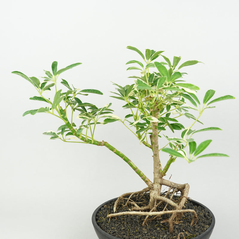 シェフレラ・コンパクタ 斑入り「Schefflera compacta ‘Variegata’」/ HA036