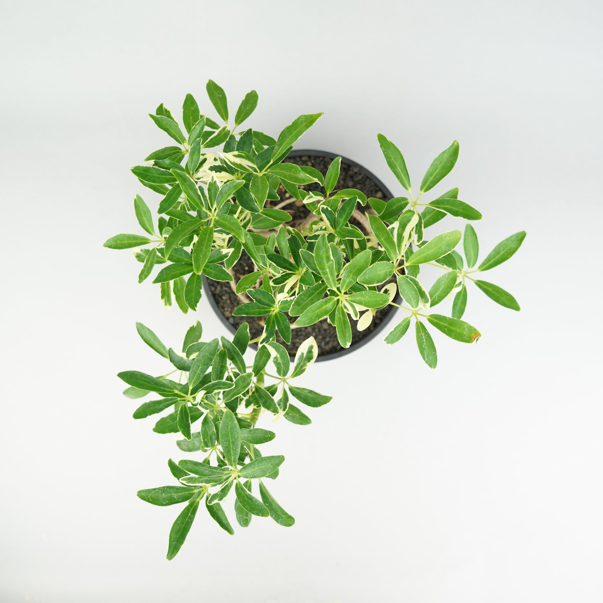 シェフレラ・コンパクタ 斑入り「Schefflera compacta 'Variegata