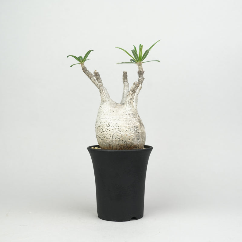パキポディウム・グラキリス「Pachypodium rosulatum var. gracilius 」/GR0236