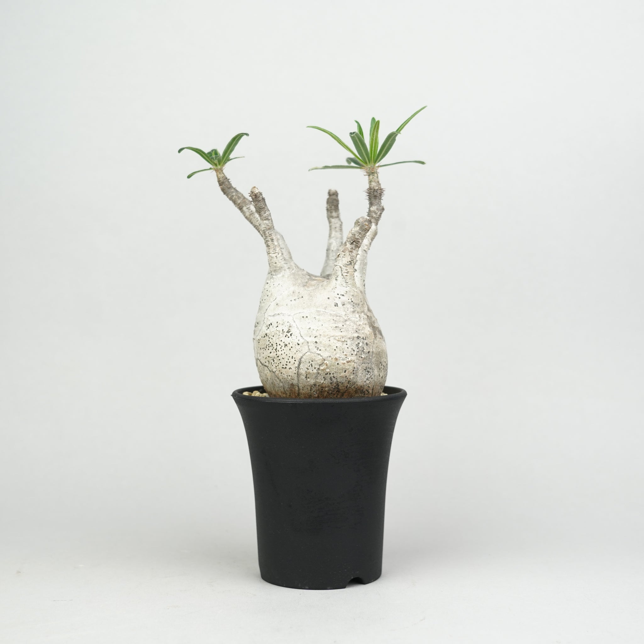 商品一覧/新着植物 – Hachi-8