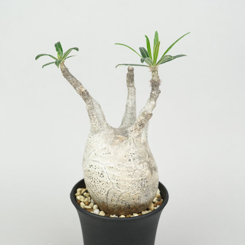 パキポディウム・グラキリス「Pachypodium rosulatum var. gracilius 」/GR0236