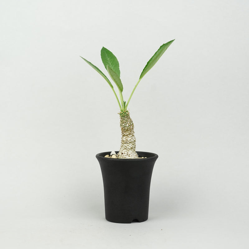 ドルステニア ・ラブラノス 23891「Dorstenia sp. Lavranos 23891」/DL0377