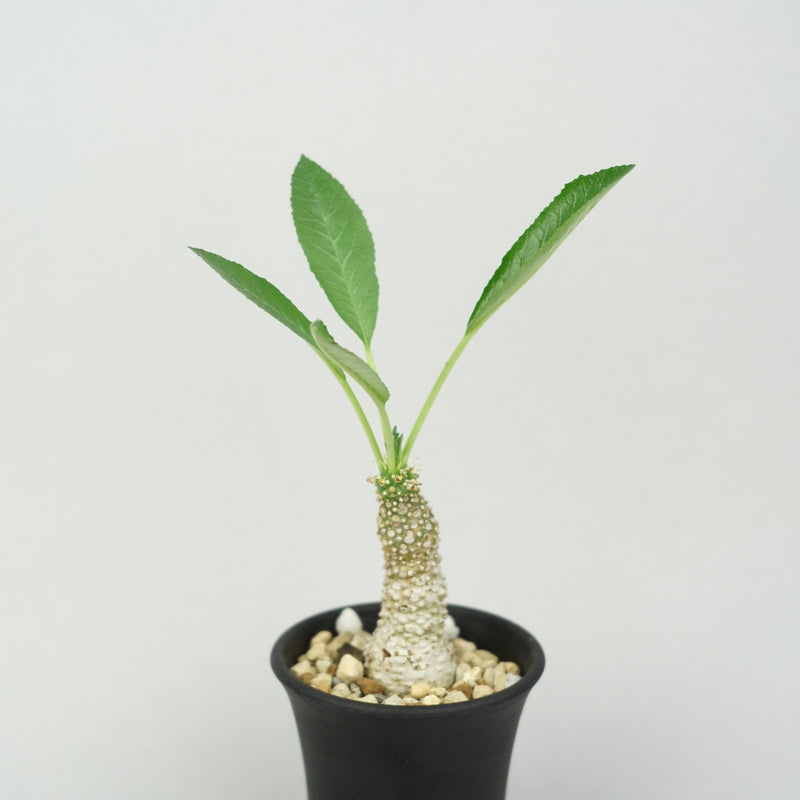 ドルステニア ・ラブラノス 23891「Dorstenia sp. Lavranos 23891」/DL0377