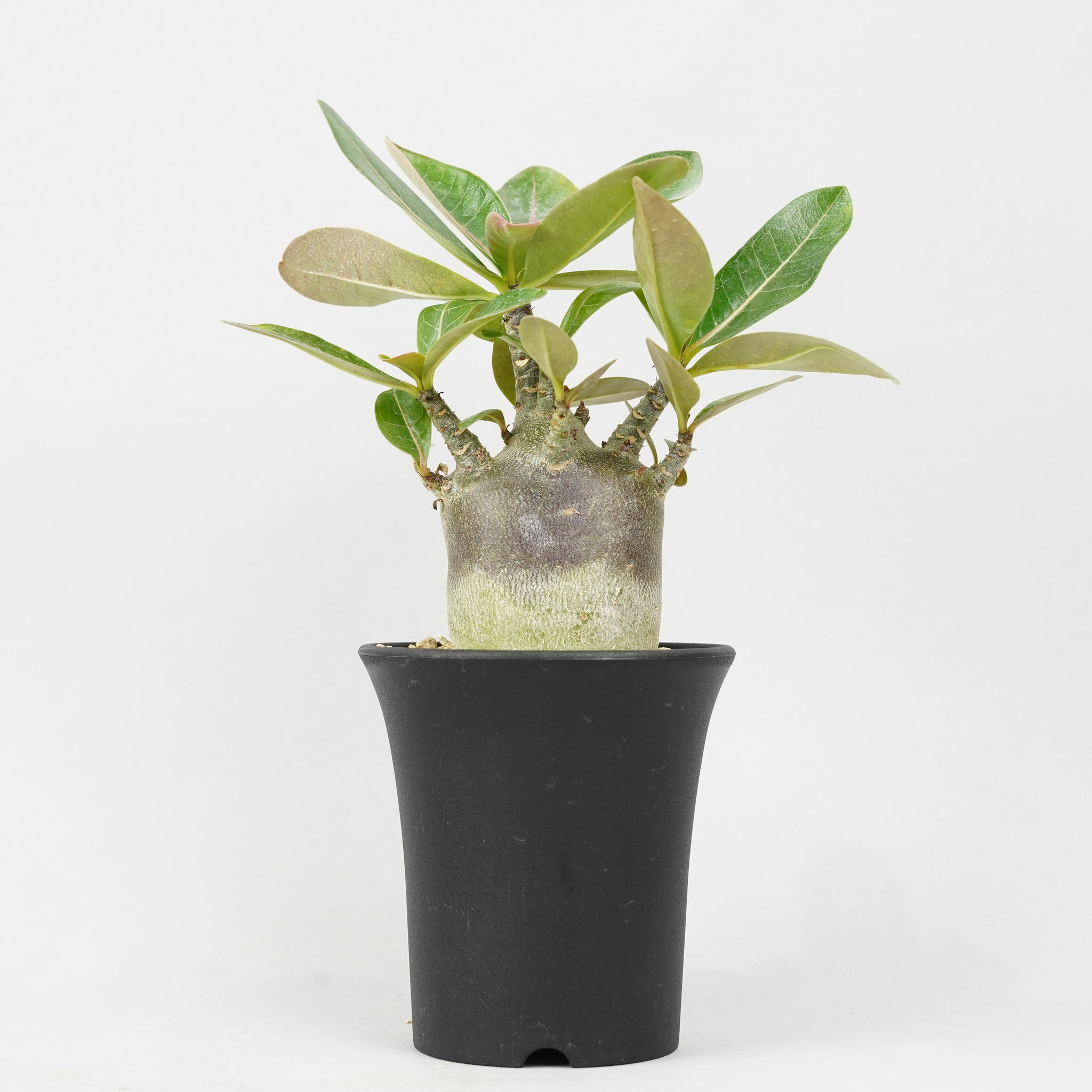 アデニウム アラビカム ブラック 「Adenium Arabicum Black 」/AD0374